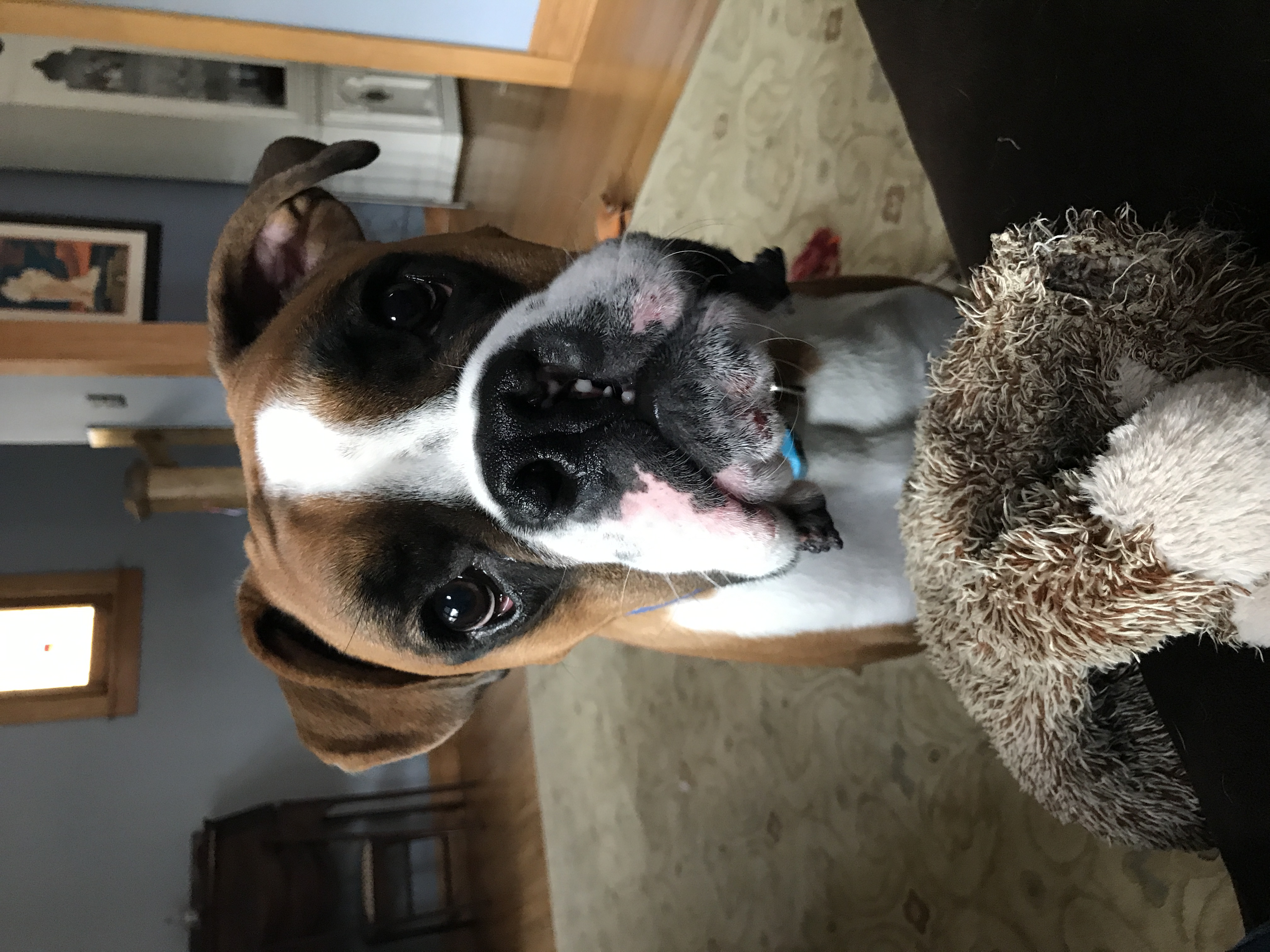 Geno wanting to play fetch