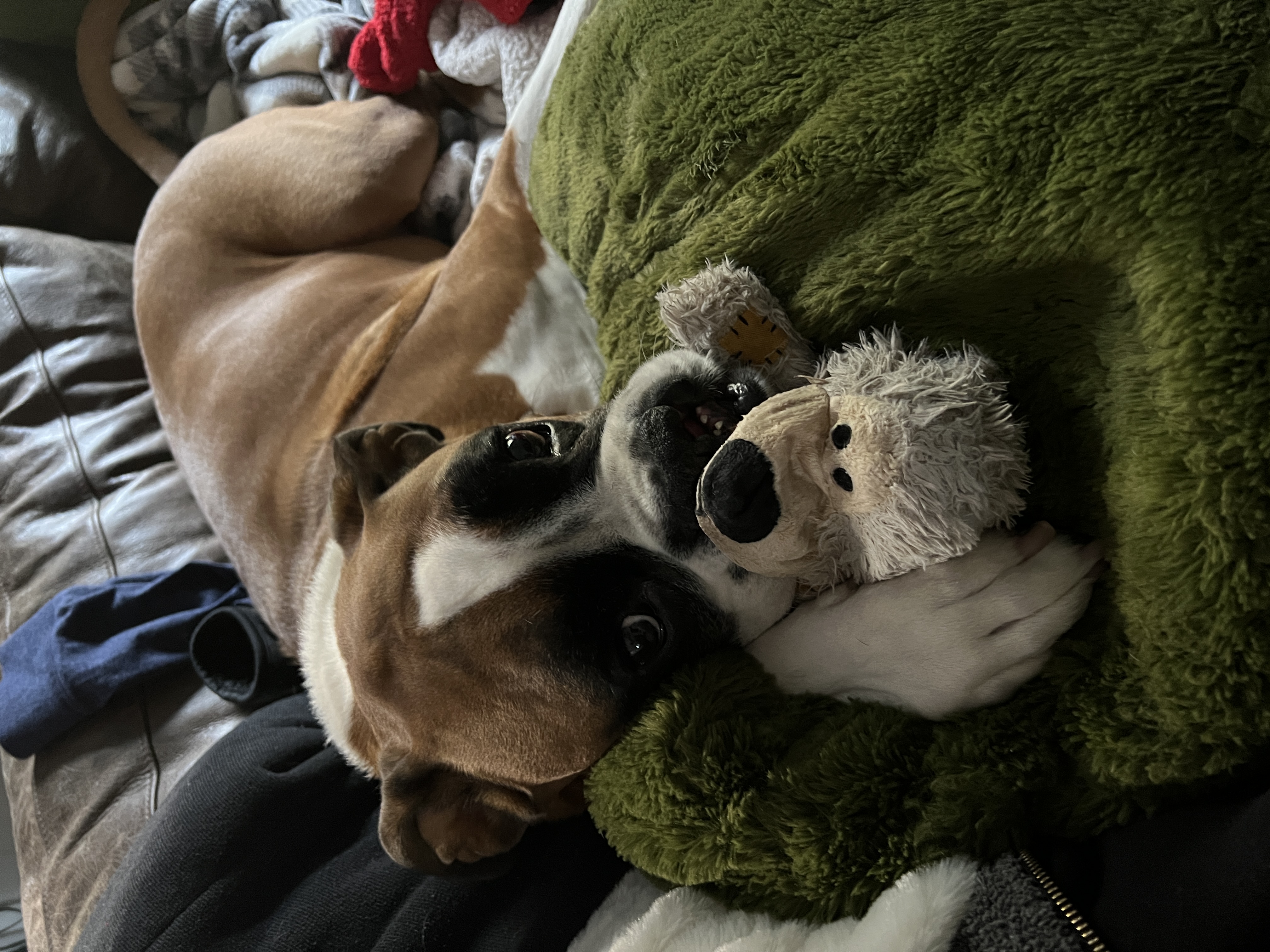 Geno snuggling with his toy